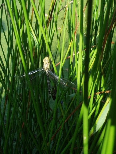 Aeschne bleue    F.Vergonjeanne